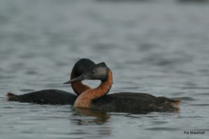 Aves acuaticas