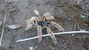 Araña pollito