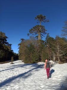 Route dans une forêt d'Araucarias